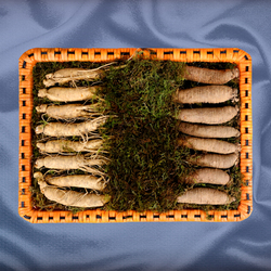 더덕수삼세트 5호 1kg(20-24뿌리)